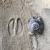 łoś.png
