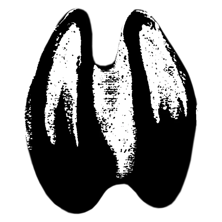 łoś