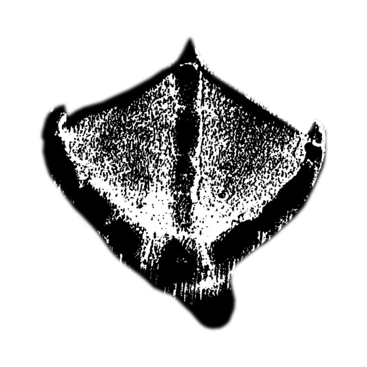 gęś